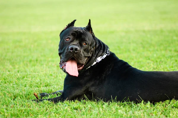 Retrato Hermoso Perro Sobre Fondo Borroso Verde —  Fotos de Stock