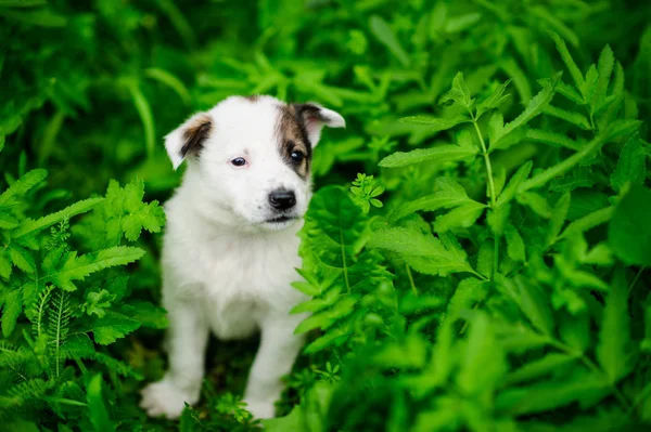 緑の芝生の上に小さい子犬の肖像画 — ストック写真