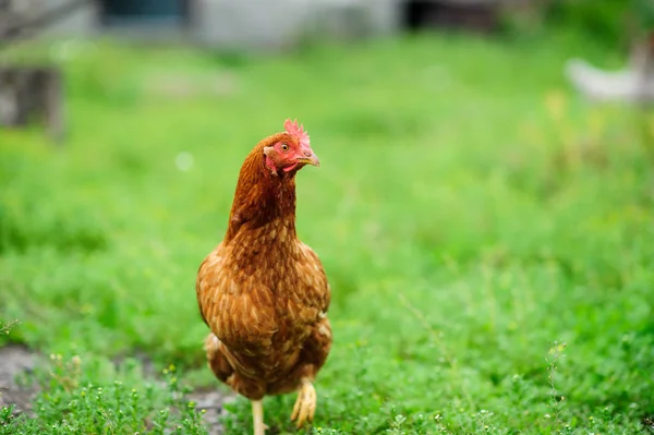 Hen Green Blurred Background — Stock Photo, Image