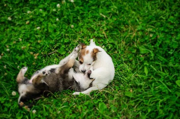 Portrait Petit Chiot Sur Une Herbe Verte — Photo