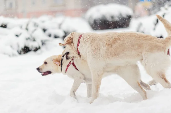 Счастливая Собака Играет Снегу — стоковое фото