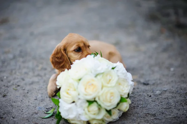 Retrato Cachorro Pequeño Con Ramo Flores — Foto de Stock