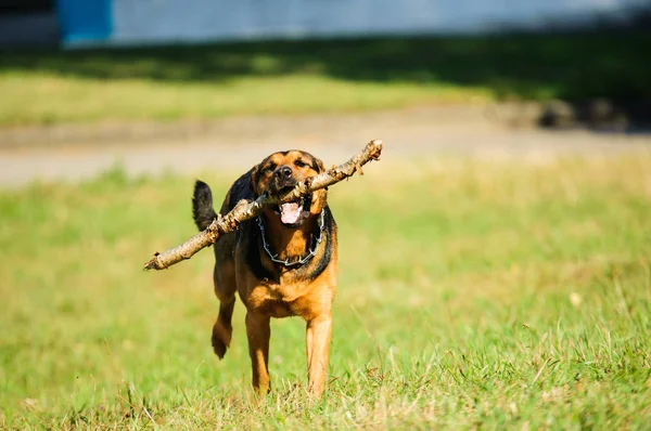 快乐的狗欢快地奔跑在绿草上 — 图库照片