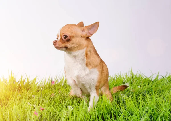 Studio Portret Van Hond Een Groen Gras — Stockfoto