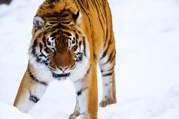 Tygrys Syberyjski Śniegu — Zdjęcie stockowe