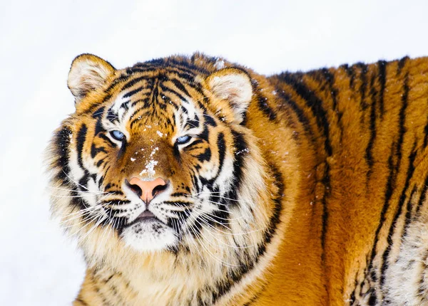 Сибірський Тигр Снігу — стокове фото