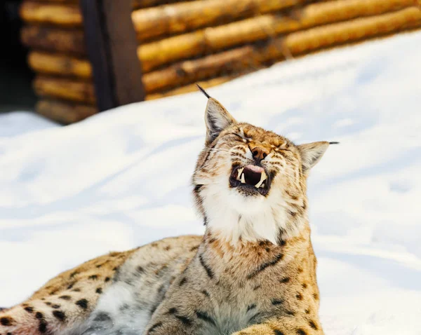 Lynx Kar — Stok fotoğraf