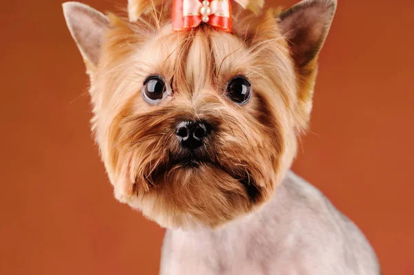 Studio Portrait Dog Red Background — Stock Photo, Image