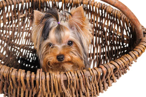 Estudio Retrato Perros Una Canasta Sobre Fondo Blanco —  Fotos de Stock