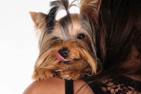 Retrato Mujer Feliz Con Perro — Foto de Stock