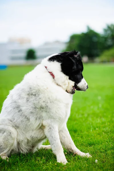 Lycklig Hund Spelar Ett Grönt Gräs — Stockfoto