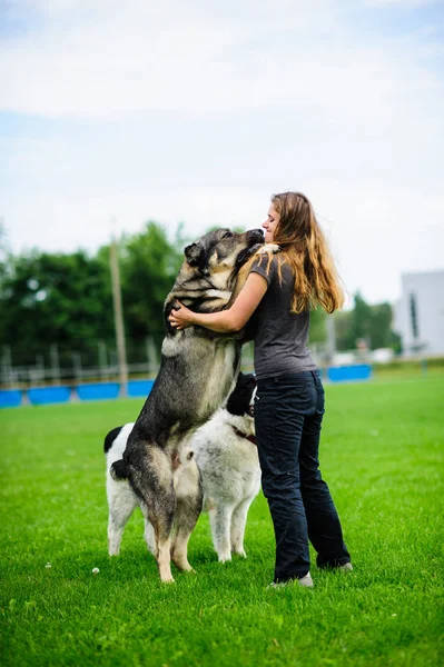 Menina Jogar Com Engraçado Cão — Fotografia de Stock