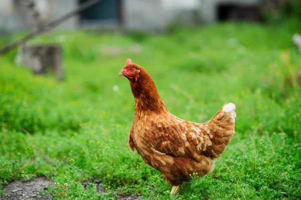 Eine Henne Auf Grünem Verschwommenem Hintergrund — Stockfoto