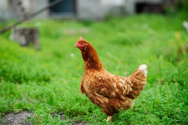 Höna Grön Suddig Bakgrund — Stockfoto