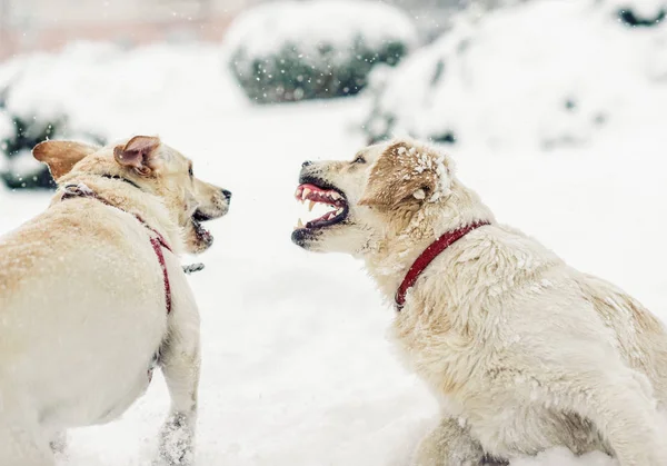 Kızgın Köpek Dişleri Bared Ile — Stok fotoğraf