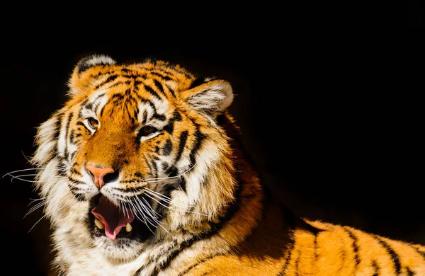 Tigre Sibérien Sur Des Pierres — Photo
