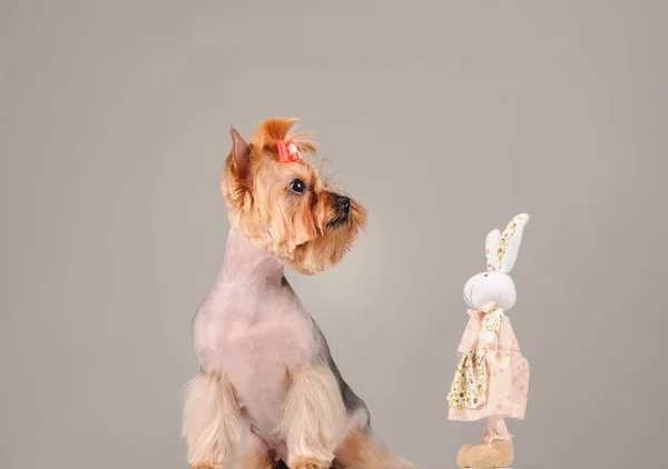 Retrato Estudio Del Perro Sobre Fondo Gris — Foto de Stock