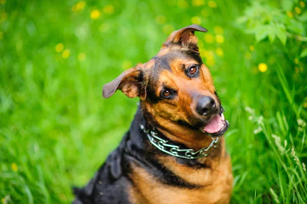 绿色模糊背景下的美丽狗肖像 — 图库照片