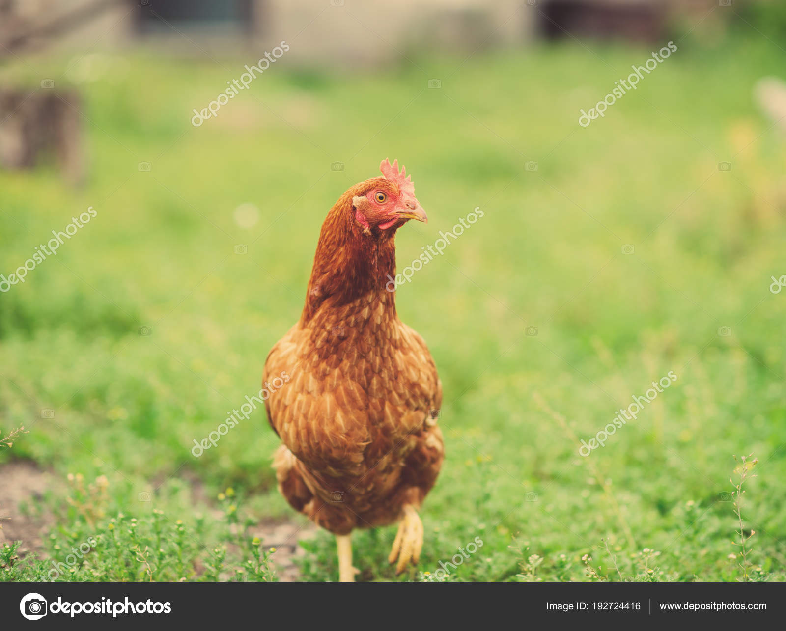 курица на зеленом фоне. depositphotos 192724416 stock photo hen green blurred background. курица на зеленом фоне фото. курица на зеленом фоне-depositphotos 192724416 stock photo hen green blurred background. картинка курица на зеленом фоне. картинка depositphotos 192724416 stock photo hen green blurred background. Франция, птицеводство в Brueil en Vexin