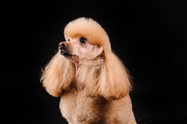 siyah bir zemin üzerine güzel bir köpek portresi