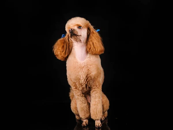 Porträt Eines Hübschen Hundes Auf Schwarzem Hintergrund — Stockfoto