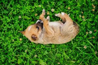 yeşil çimenlerin üzerinde küçük bir köpek yavrusu portresi