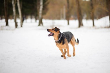 Mutlu köpek kış kar üzerinde çalışan