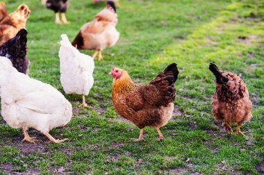 bir tavuk bir yerde yeşil çim ile