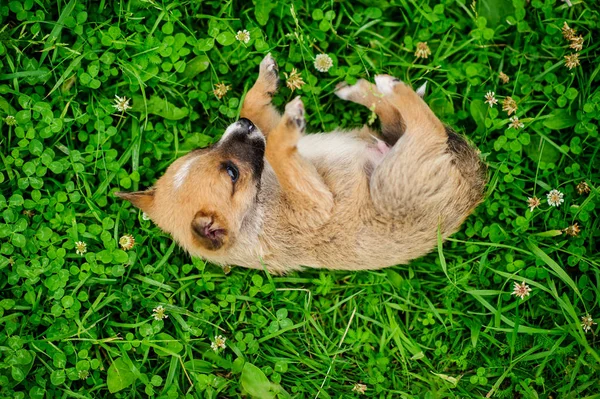 Retrato Cachorro Pequeño Sobre Una Hierba Verde — Foto de Stock