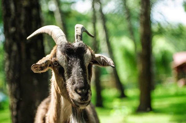 Capra Sfondo Verde Sfocato — Foto Stock