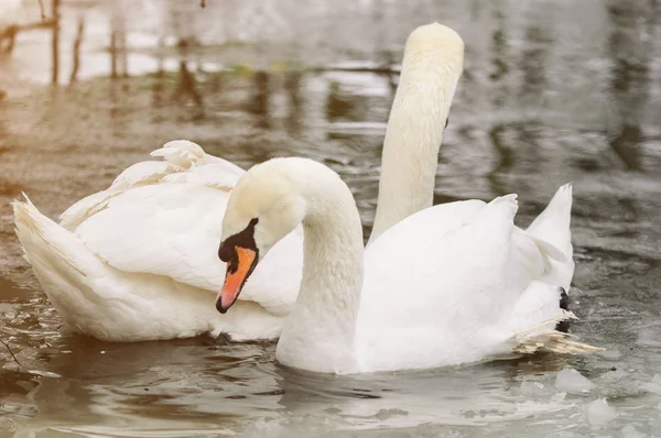 Retrato Cisne Sobre Agua — Foto de Stock