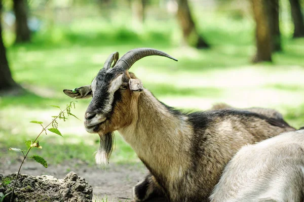 Goat Green Blurred Background — Stock Photo, Image