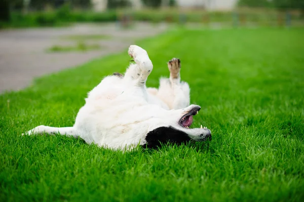 面白い犬の肖像 — ストック写真