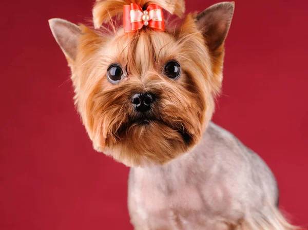 Retrato Estudio Del Perro Sobre Fondo Rojo — Foto de Stock