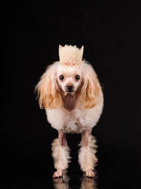 siyah bir zemin üzerine güzel bir köpek portresi