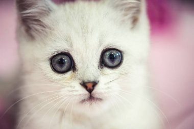 yerdeki sepette komik kediler