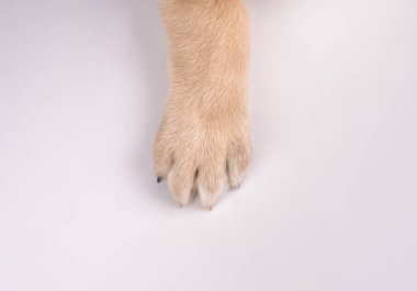Beyaz bir arka plan üstünde belgili tanımlık köpek Studio portresi