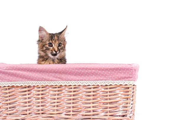 Funny Cat Basket Grey Background — Stock Photo, Image