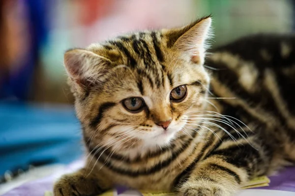 Komik Kedi Üzerinde Arka Plan Bulanık — Stok fotoğraf