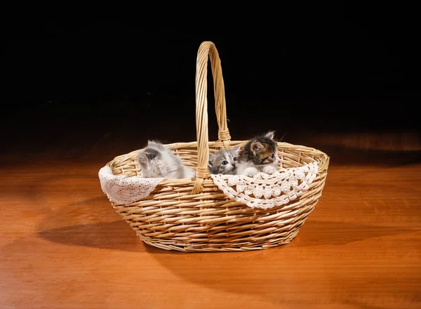Funny Cat Basket Floor — Stock Photo, Image