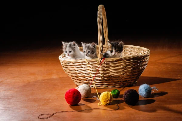 Yerdeki Sepette Komik Kediler — Stok fotoğraf