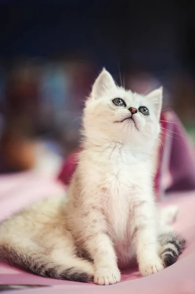 Lustige Katzen Korb Auf Dem Boden — Stockfoto