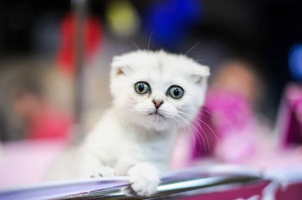 Gatos Engraçados Cesta Chão — Fotografia de Stock