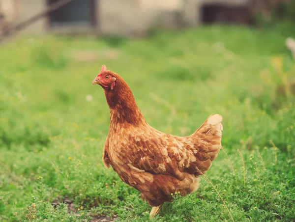 курица на зеленом фоне. depositphotos 193560794 stock photo hen green blurred background. курица на зеленом фоне фото. курица на зеленом фоне-depositphotos 193560794 stock photo hen green blurred background. картинка курица на зеленом фоне. картинка depositphotos 193560794 stock photo hen green blurred background. Франция, птицеводство в Brueil en Vexin