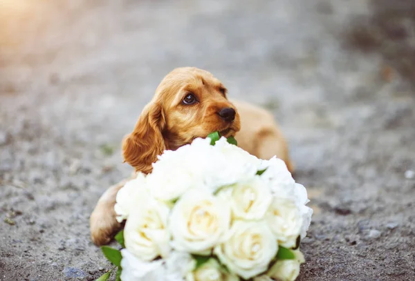 Retrato Cachorro Pequeño Con Ramo Flores — Foto de Stock