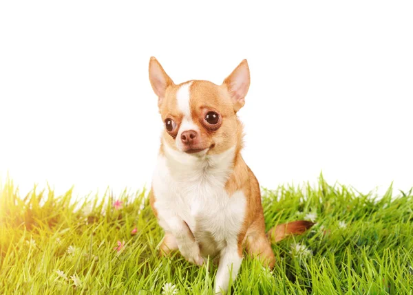 Studio Portret Van Hond Een Groen Gras — Stockfoto