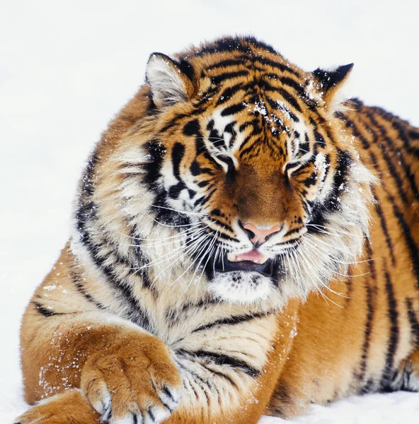 Sibirischer Tiger Auf Schnee — Stockfoto