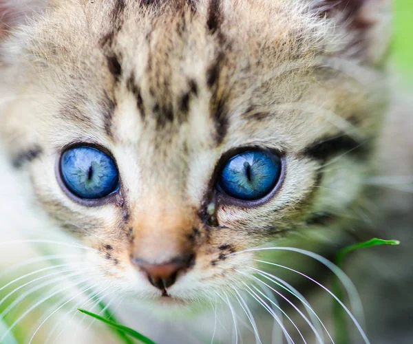 Yeşil Çimenlerin Üzerinde Komik Kedi — Stok fotoğraf