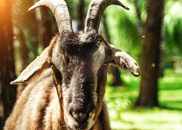 Goat Green Blurred Background — Stock Photo, Image