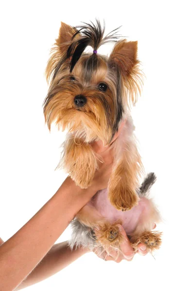 Retrato Estudio Del Perro Sobre Fondo Blanco — Foto de Stock